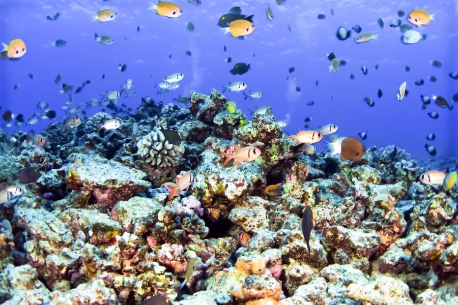 Maui: Eco-Friendly Molokini & Turtle Town Tour with Meals - Turtle Town at Turtle Arches: Lava Rock and Turtle Chances
