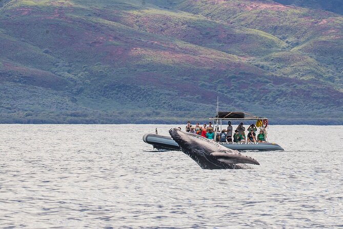 Maui Eco-Raft Tour: Eye-Level Whale or Dolphin Watching - Lahaina - Key Things You’ll Notice on This Maui Raft Tour