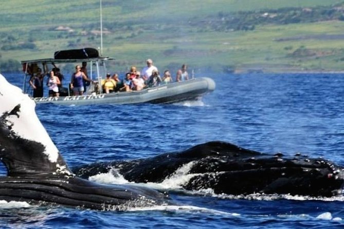 Maui Eco-Raft Tour: Eye-Level Whale or Dolphin Watching - Lahaina - Whale Season vs. Summer Dolphins (When You Can Expect What)