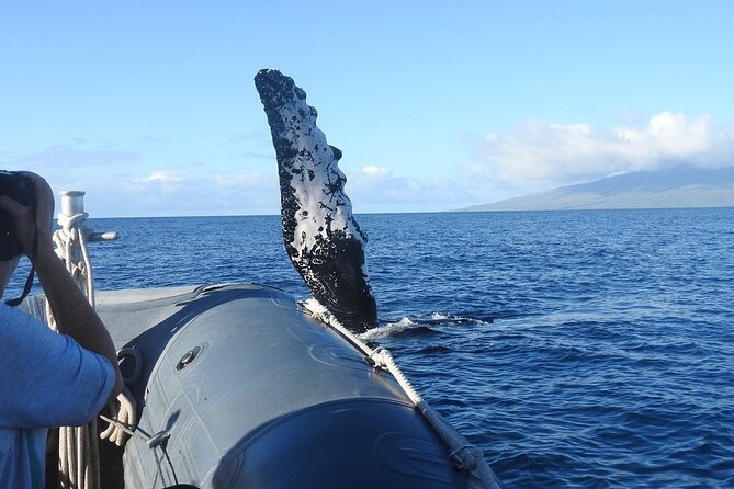 Maui Eco-Raft Tour: Eye-Level Whale or Dolphin Watching - Lahaina - Stop 1: Lahaina, Where You Start the Hunt