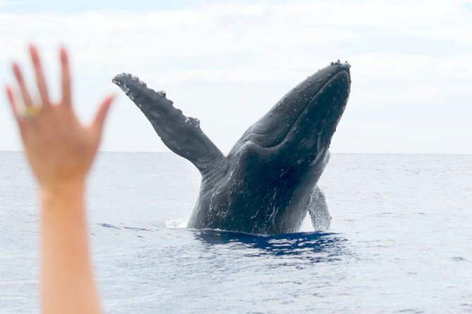 Maui Eco-Raft Tour: Eye-Level Whale or Dolphin Watching - Lahaina - Stop 2: Maui Waters, Where the Wildlife Sets the Schedule
