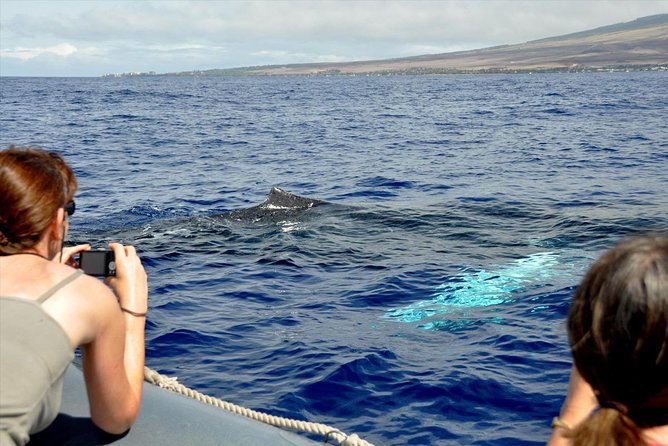 Maui Eco-Raft Tour: Eye-Level Whale or Dolphin Watching - Lahaina - Dolphin Tour Details: Snacks, Beverages, and Coastal Sightseeing