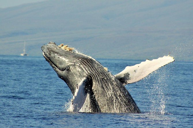 Maui Eco-Raft Tour: Eye-Level Whale or Dolphin Watching - Lahaina - Marine Naturalist Narration and Hydrophone Listening: The “Extra Layer” That Matters