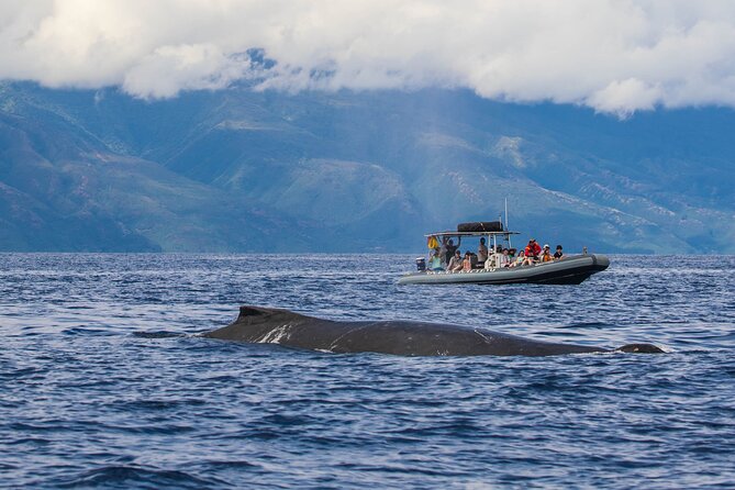 Maui Eco-Raft Tour: Eye-Level Whale or Dolphin Watching - Lahaina - Crew Style: Captain Plus Marine Biologist, and Real-World Finder Skills