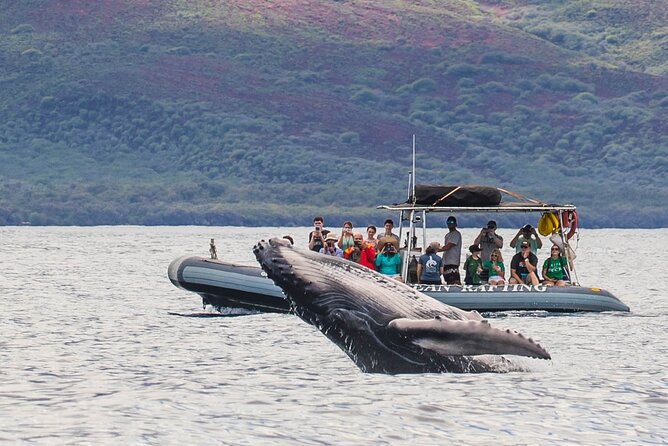 Maui Eco-Raft Tour: Eye-Level Whale or Dolphin Watching - Lahaina - The “What Happens Out There” Flow: Searching, Stopping, and Watching