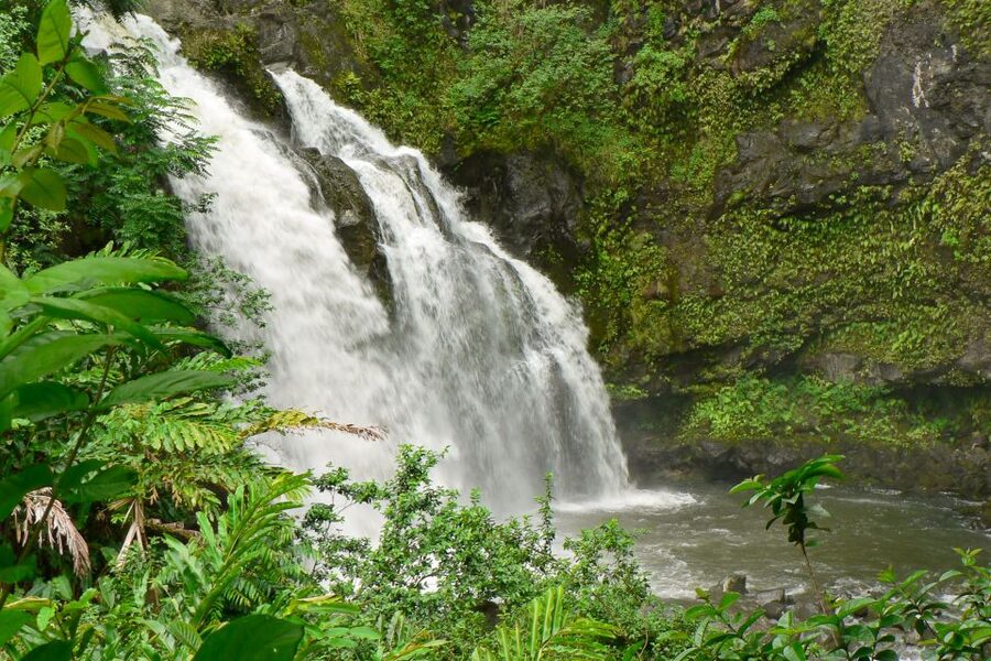 Maui: Guided Rainforest and Waterfall Walk & Swim - Key Highlights You’ll Feel Immediately