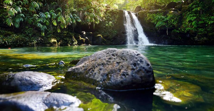 Maui: Guided Rainforest and Waterfall Walk & Swim - Waterfalls and Swim Time: Pools, Ledges, and Weather-Controlled Fun