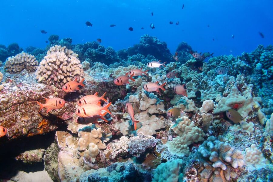 Maui: Molokini Snorkel and Performance Sail with Lunch - Molokini crater snorkeling: what you’ll do, how long you’ll be in, and what to expect