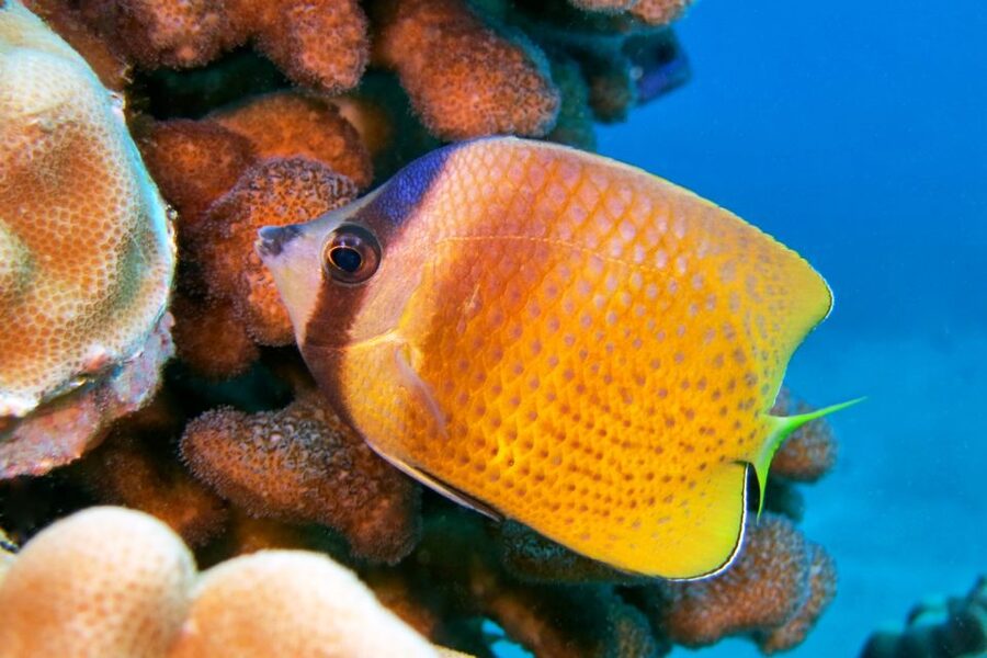 Maui: Molokini Snorkel and Performance Sail with Lunch - Lunch buffet after the swim: calories, comfort, and why this matters