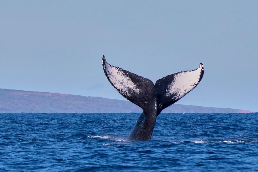 Maui: Molokini Snorkel and Performance Sail with Lunch - Price and value: is around $200 for 5 hours worth it?