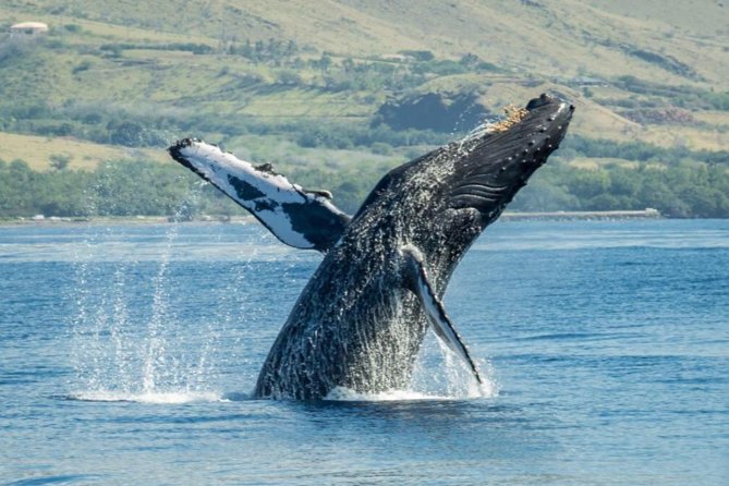Maui: Original Sunset Cruise with Open Bar from Ka’anapali Beach - Sailing near Lanai, Molokai, and Kahoolawe: what the views are really like