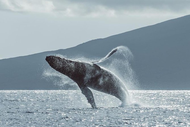 Maui: Original Sunset Cruise with Open Bar from Ka’anapali Beach - Wildlife odds: whales in season and dolphins up close