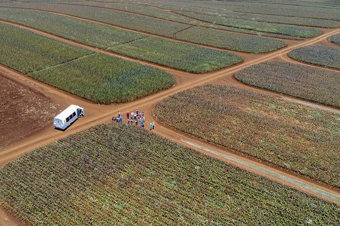 Maui Pineapple Farm Tour in Haliimaile - A Working Maui Gold Field Tour in Haliimaile