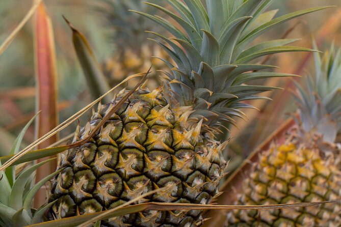 Maui Pineapple Farm Tour in Haliimaile - The Packing Facility Walk: How Fruit Becomes Market Ready