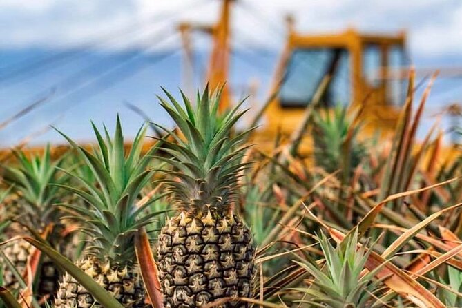 Maui Pineapple Farm Tour in Haliimaile - The Take-Home Pineapple: Airport-Ready and Boxed
