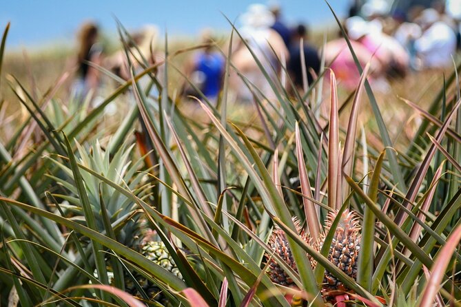 Maui Pineapple Farm Tour in Haliimaile - Value Check: What You Get for $99.48
