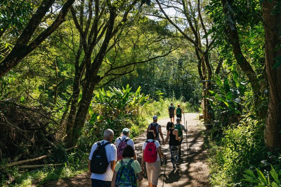 Maui: Rainforest Waterfalls Guided Hike with Picnic Lunch - Plants, ti leaf, taro, and the Hawaiian culture you can spot on the trail
