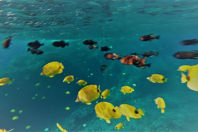 Maui Snorkel Adventure: Molokini Crater and Turtle Cove - Turtle Cove swim: what makes it feel more private