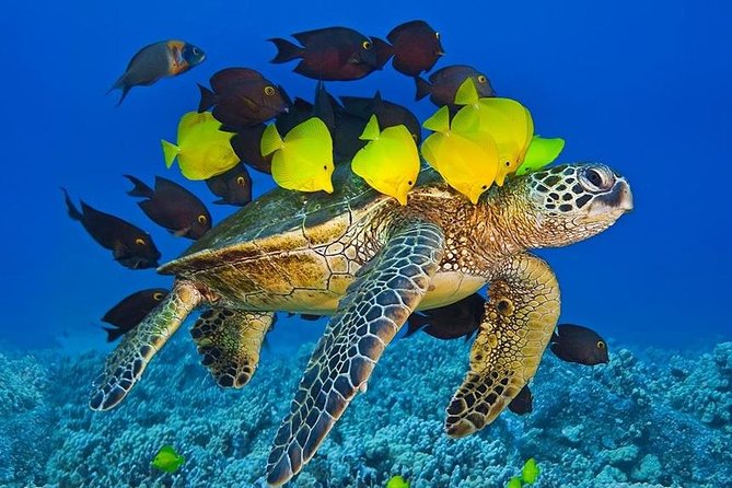 Maui Snorkel Adventure: Molokini Crater and Turtle Cove - Price and value: is $198 reasonable for two Maui snorkeling stops?
