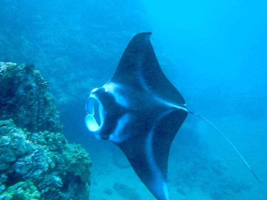 Maui: Turtle Town Kayak and Snorkel Tour - Makena Bay Turtle Town: why this Maui combo tour works so well