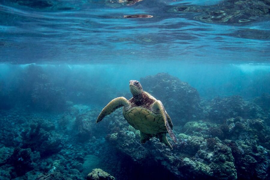 Maui: Turtle Town Kayak and Snorkel Tour - Safety and comfort: the part that makes the ocean feel manageable