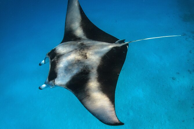 Maui: Turtle Town Snorkel with Photo and Video - Snorkeling With Sea Turtles: What the Water Time Feels Like
