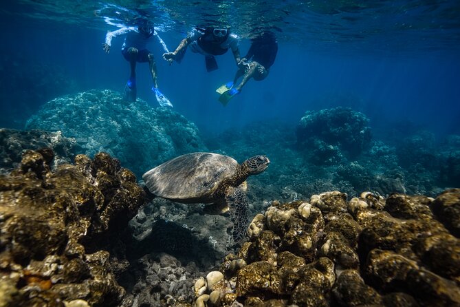 Maui: Turtle Town Snorkel with Photo and Video - Photos and Raw Video: Why This Included Package Is a Big Deal