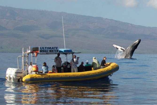 Maui: Ultimate Whale Watch from Lahaina - Quick hits before you book