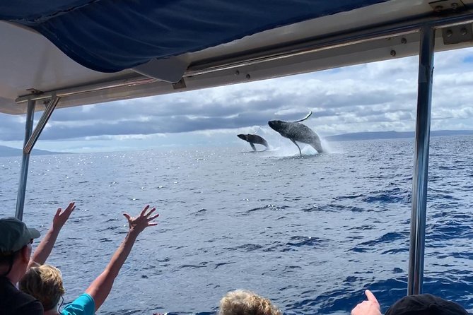 Maui: Ultimate Whale Watch from Lahaina - Why Lahaina Harbor is the smart launch point