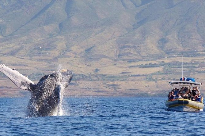 Maui: Ultimate Whale Watch from Lahaina - Lahaina Harbor check-in: seats, timing, and cameras