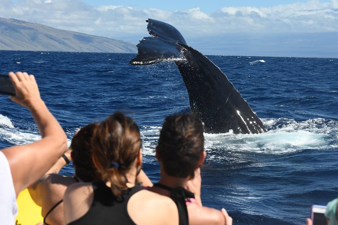 Maui: Ultimate Whale Watch from Lahaina - What you might see out on the water: humpbacks and dolphins