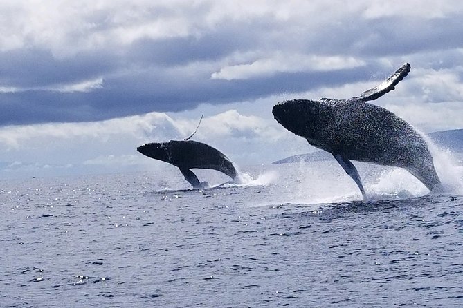 Maui: Ultimate Whale Watch from Lahaina - 1.5-hour vs 2-hour: which option fits your day