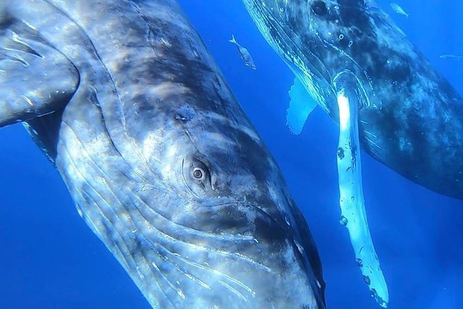 Maui: Ultimate Whale Watch from Lahaina - Water on board and the small eco touch that actually counts
