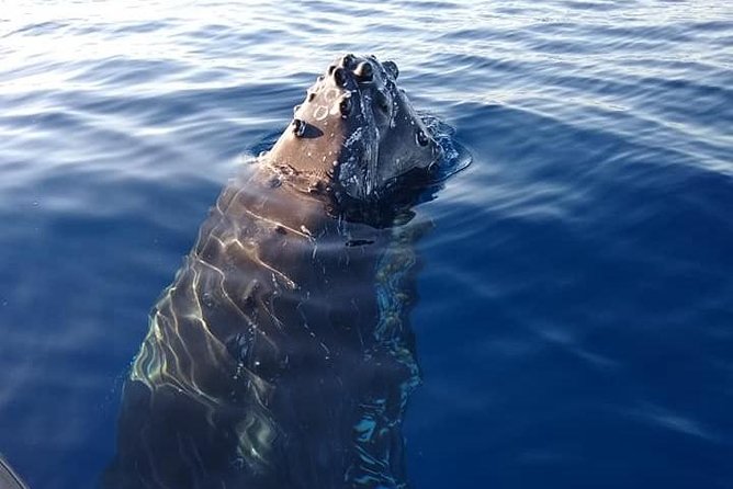 Maui: Ultimate Whale Watch from Lahaina - The crew mix: fun guidance plus real whale talk