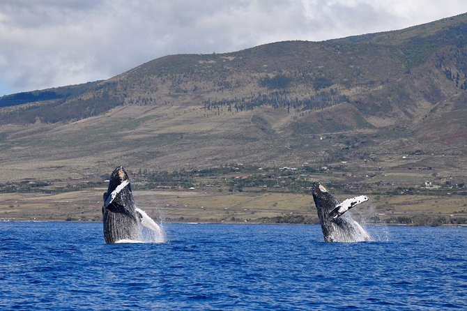 Maui: Ultimate Whale Watch from Lahaina - The small raft layout and why your views feel different