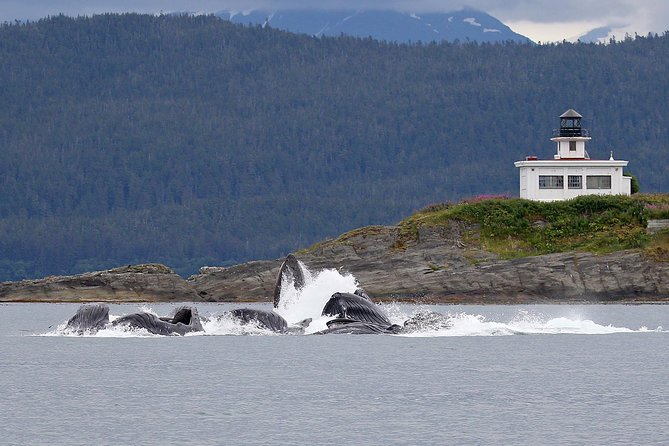 Mendenhall Glacier Visitor Center and Ultimate Whale Watch Combo - Key points to know before you go