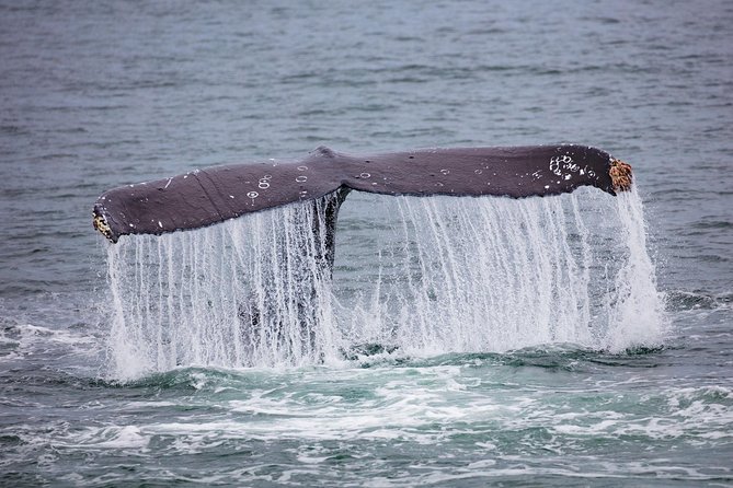 Mendenhall Glacier Visitor Center and Ultimate Whale Watch Combo - Getting from Mt. Roberts Tramway to Auke Bay, without the stress