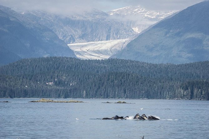 Mendenhall Glacier Visitor Center and Ultimate Whale Watch Combo - Whale watching odds: when you have a guarantee and when it’s a coin flip