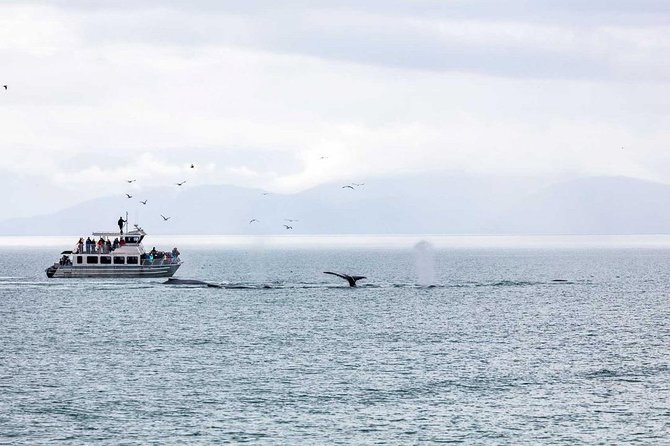 Mendenhall Glacier Visitor Center and Ultimate Whale Watch Combo - Who this combo suits best (and who might skip it)
