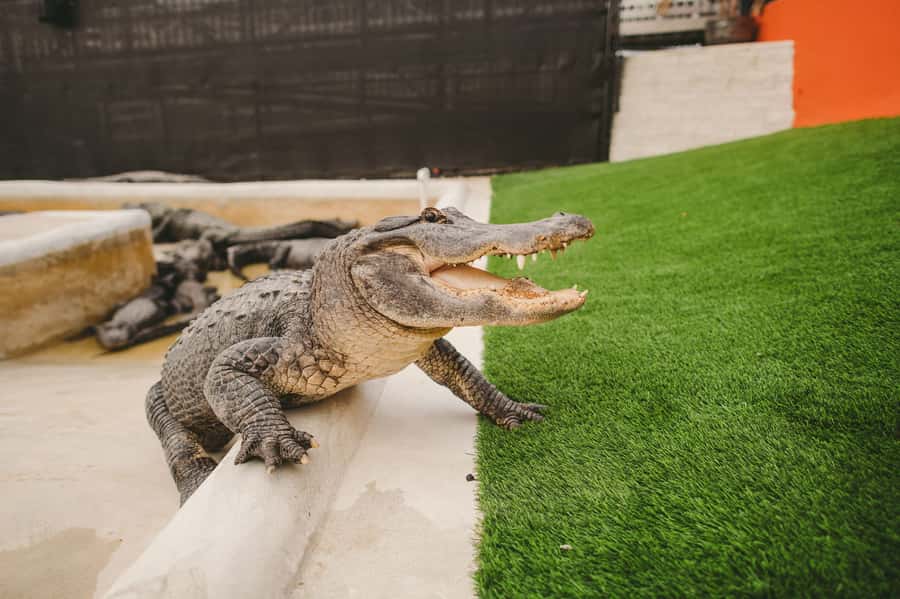 Miami: Everglades Experience, Bay Cruise & Open-Top Bus Tour - Everglades Airboat and Wildlife Show: The Part You Cannot Fake