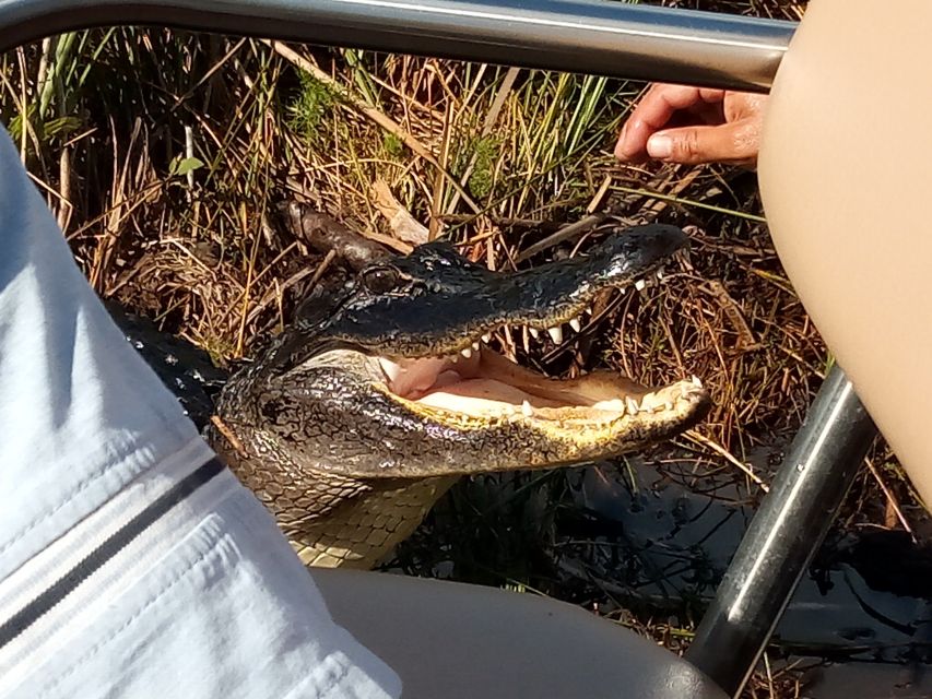 Miami: Everglades Full-Day Tour with 2 Boat Trips and Lunch - From Miami pickup to Everglades National Park, without the stress