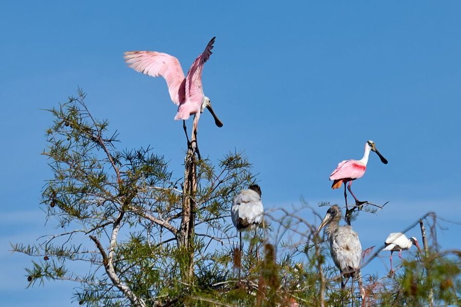 Miami: Everglades Full-Day Tour with 2 Boat Trips and Lunch - 10,000 Islands mangrove cruise: dolphins and marine life on the water