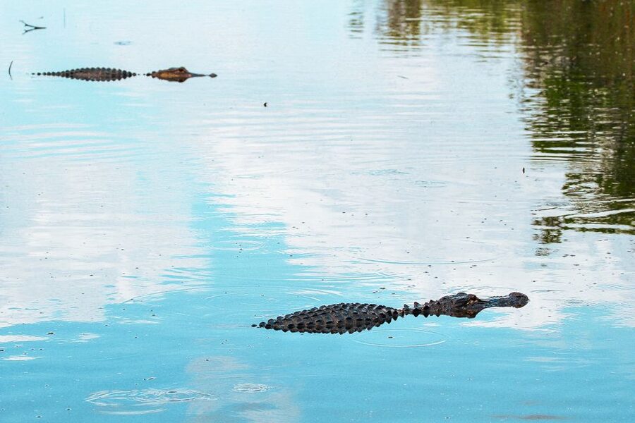 Miami: Everglades National Park Airboat Tour & Wildlife Show - Jaws the Gator and the 30-Minute Wildlife Show