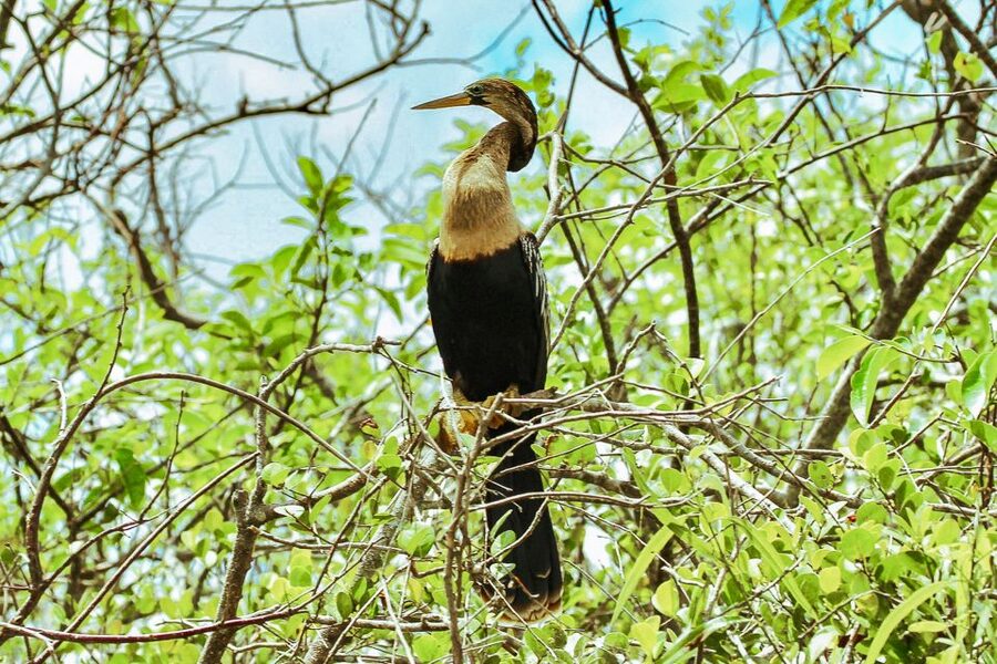 Miami: Everglades National Park Airboat Tour & Wildlife Show - Price and Value: How $42 Fits With the $8 Park Fee