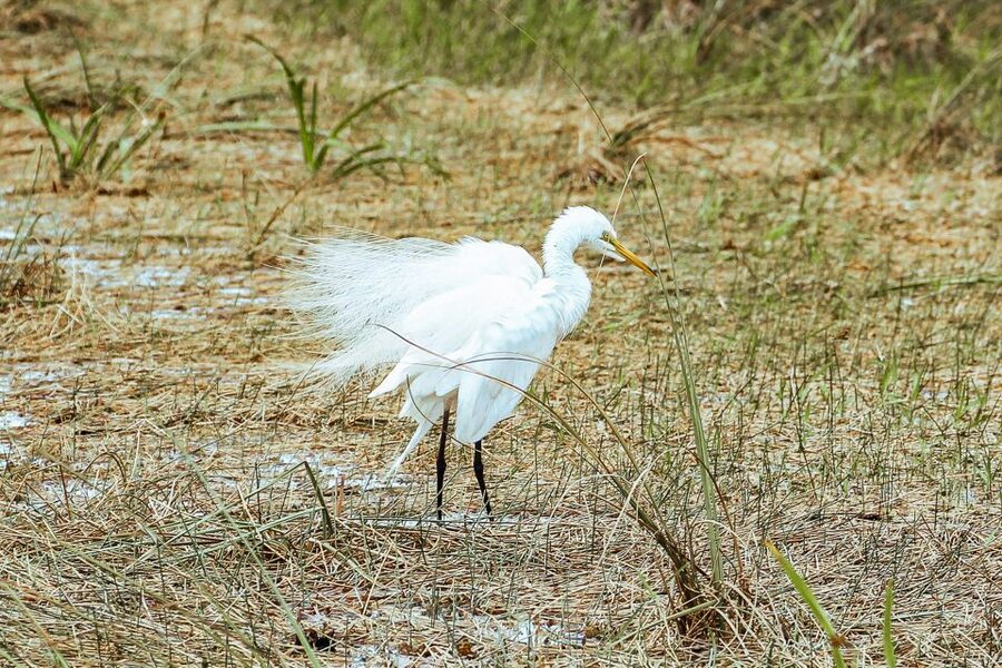 Miami: Everglades National Park Airboat Tour & Wildlife Show - Who Should Book This Everglades Airboat Tour From Miami