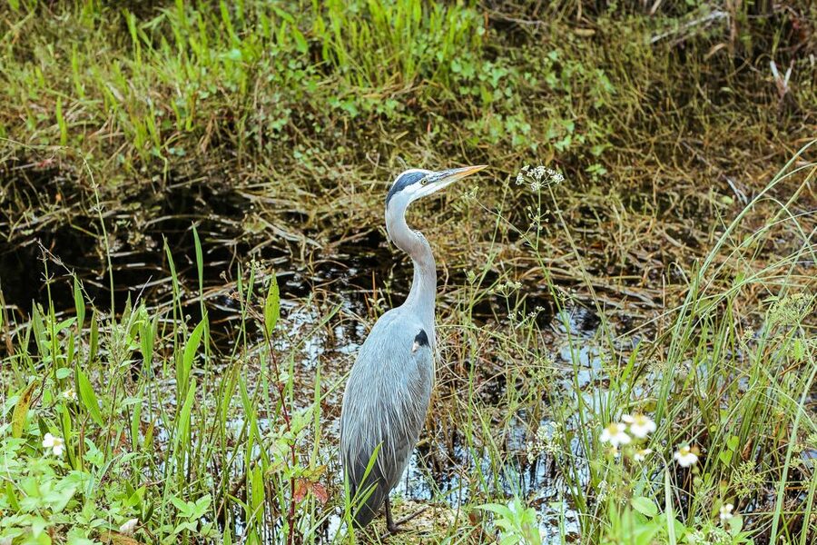 Miami: Everglades National Park Airboat Tour & Wildlife Show - Tips to Make Your Day Better on the Ground