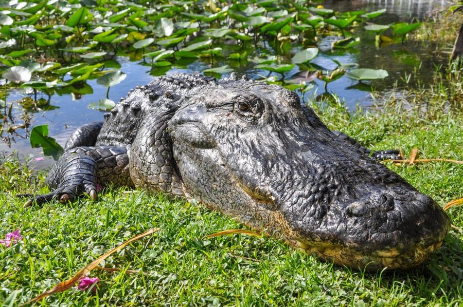 Miami: Everglades Safari Park Airboat Tour - Key highlights worth planning around