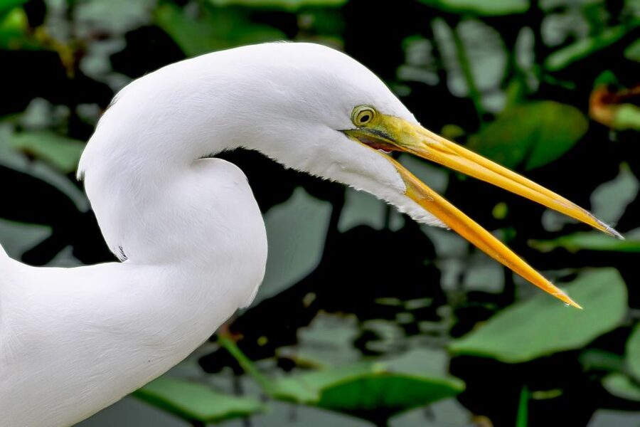 Miami: Everglades Safari Park Airboat Tour - Gliding through the River of Grass on an Everglades airboat