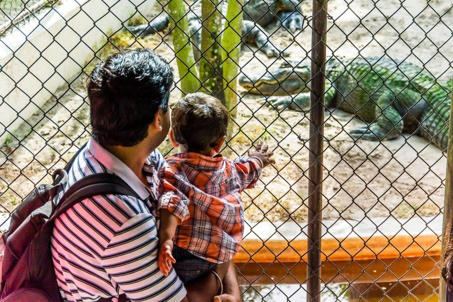 Miami: Everglades Safari Park Airboat Tour - Wildlife Nature Show, exhibits, and what to watch for on the way out