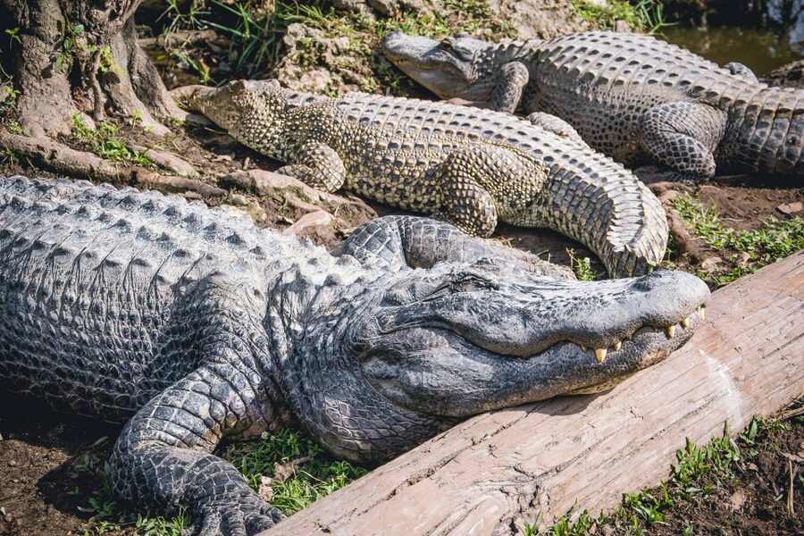 Miami: Everglades Safari Park Airboat Tour - Jungle Trail boardwalk and the observation platform: your slow look after the adrenaline